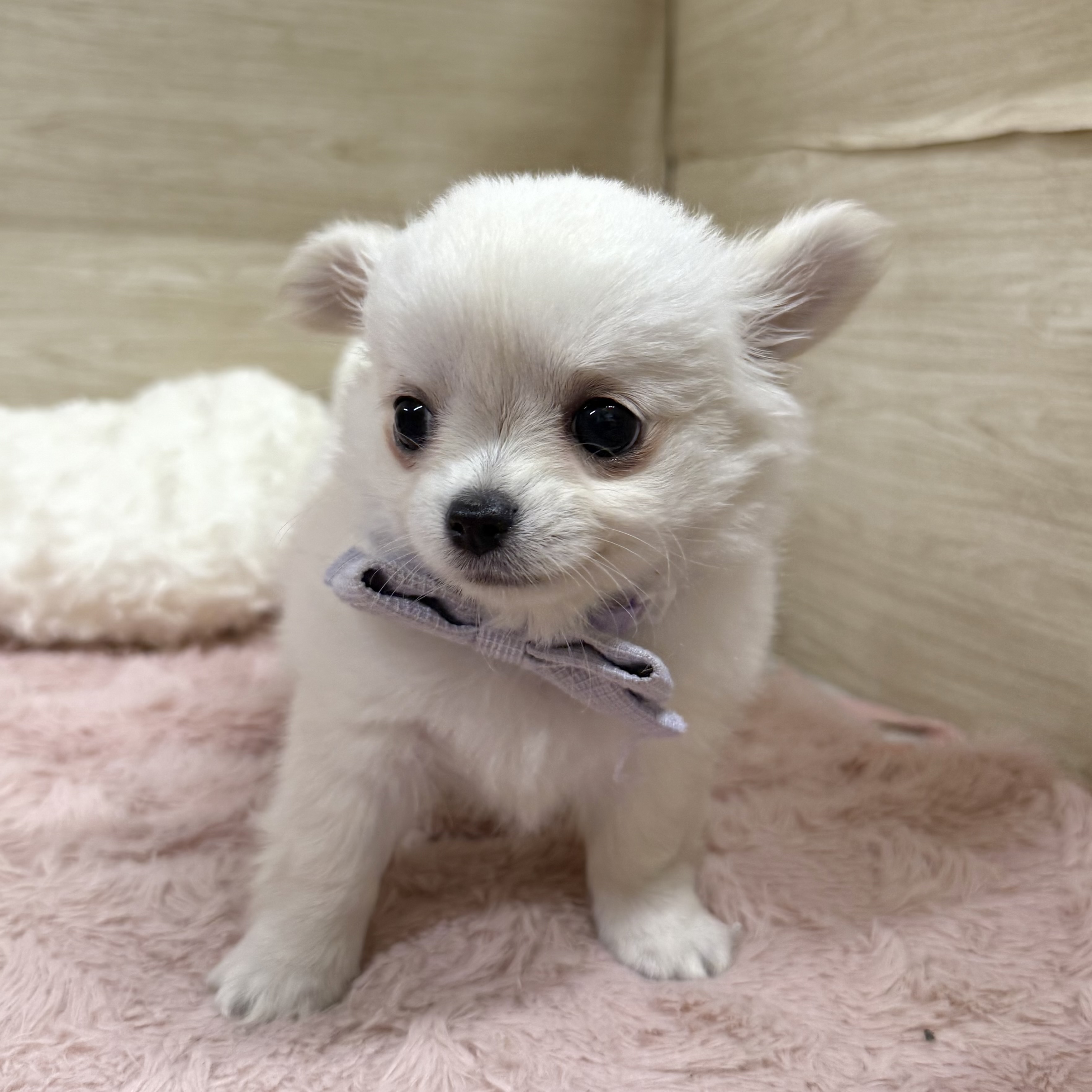 大阪府のチワワ(ロング) (犬の家＆猫の里そよら東岸和田店/2026年6月30日生まれ/女の子/クリームホワイト)の子犬の4枚目の画像