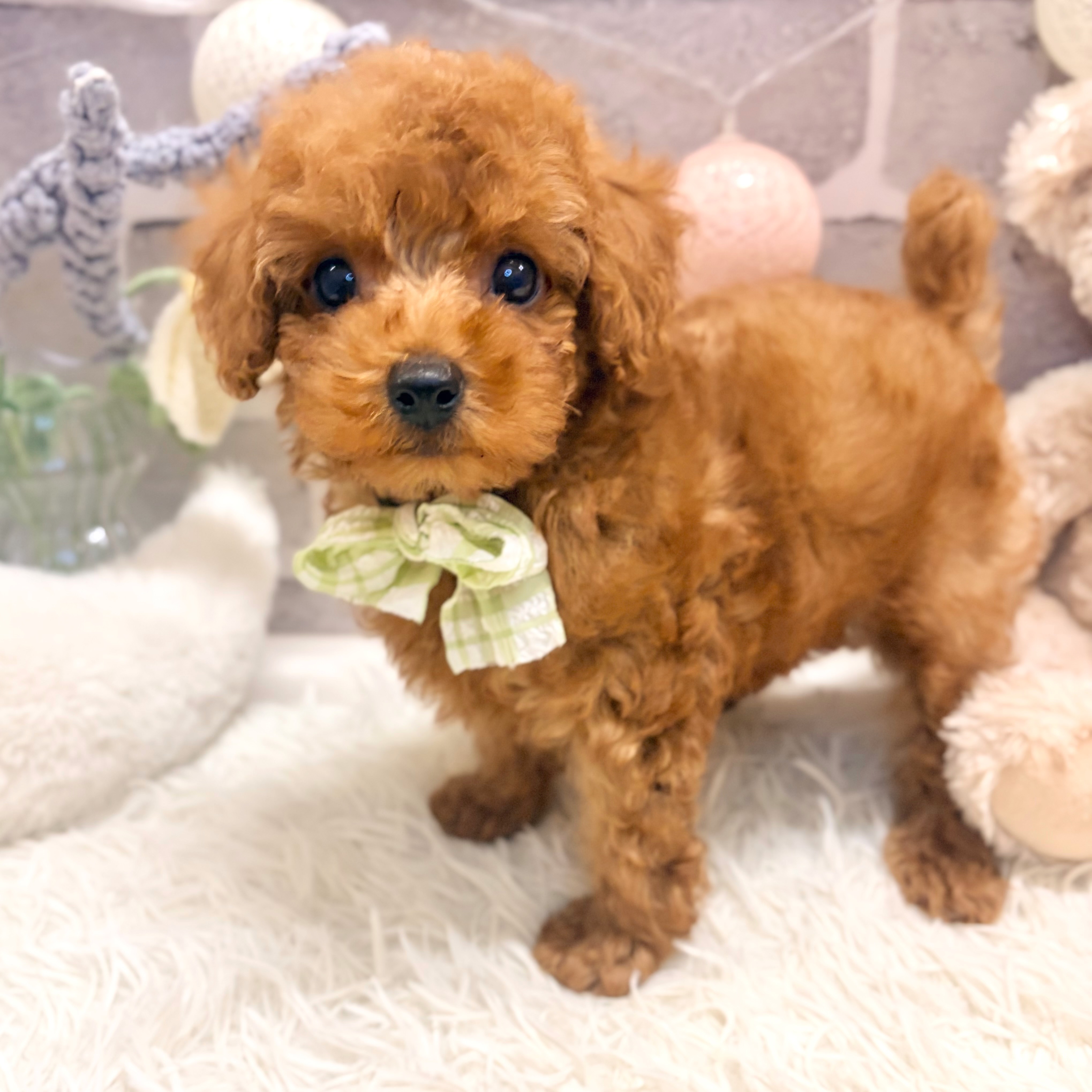 兵庫県のトイプードル(トイ) (犬の家＆猫の里神戸店/2026年6月30日生まれ/男の子/レッドフォーン)の子犬の4枚目の画像