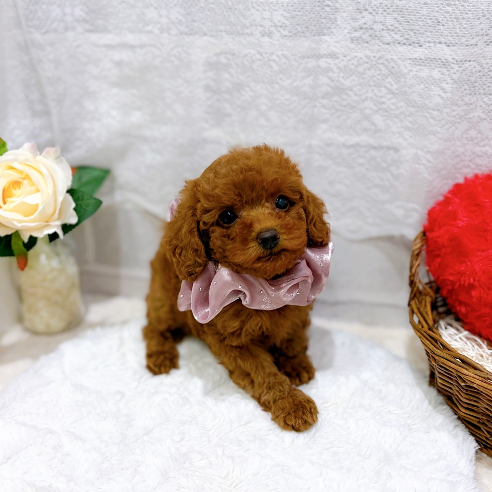 滋賀県のトイプードル(トイ) (犬の家＆猫の里長浜店/2026年6月30日生まれ/女の子/レッドフォーン)の子犬の4枚目の画像