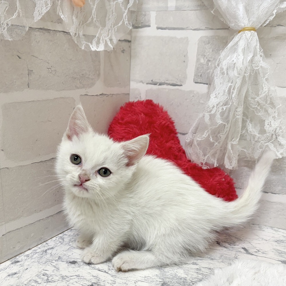 京都府のマンチカン (犬の家＆猫の里京都精華店/2026年6月24日生まれ/男の子/ホワイト)の子猫の4枚目の画像