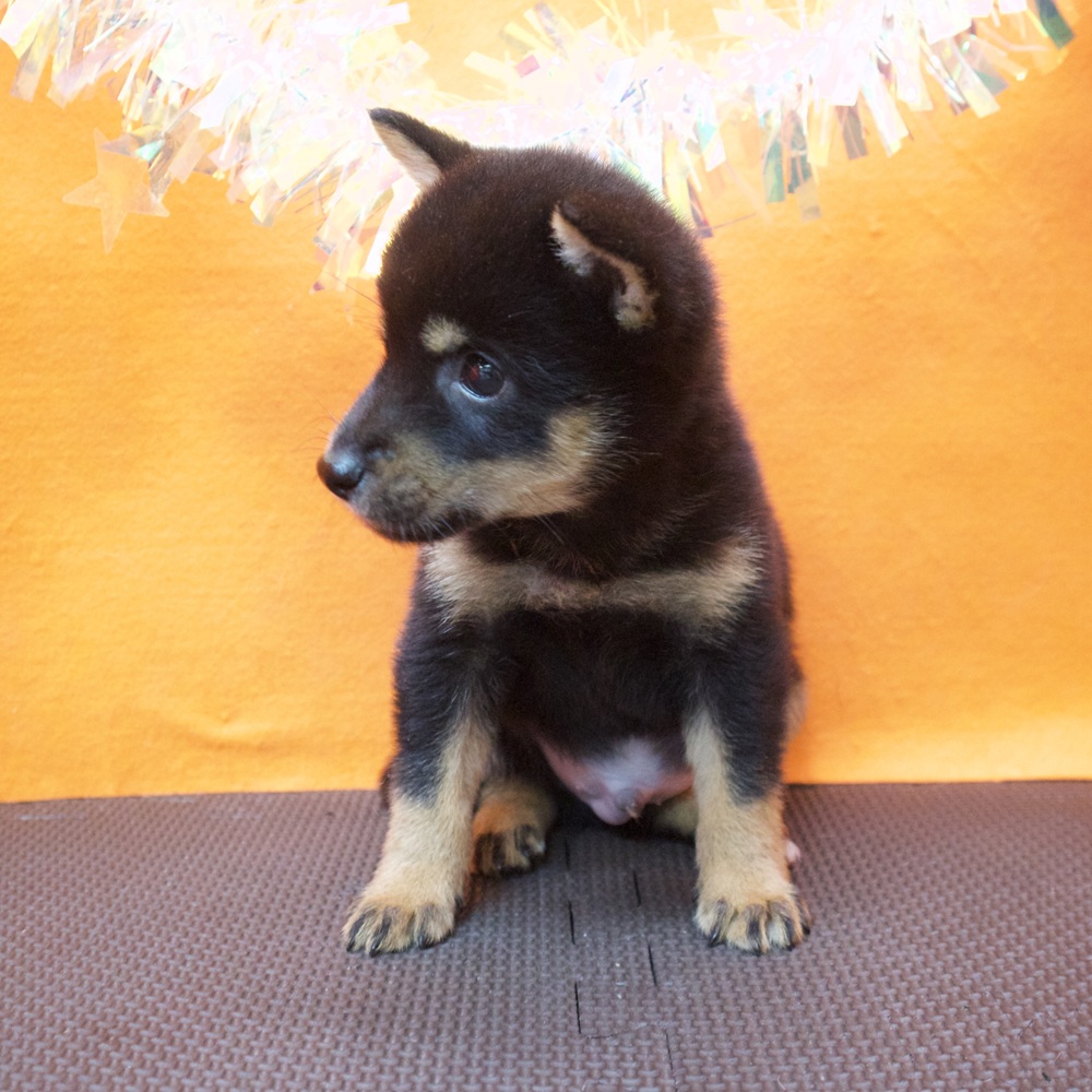 大阪府の豆柴 (犬の家＆猫の里吹田店/2026年7月1日生まれ/男の子/黒)の子犬の4枚目の画像