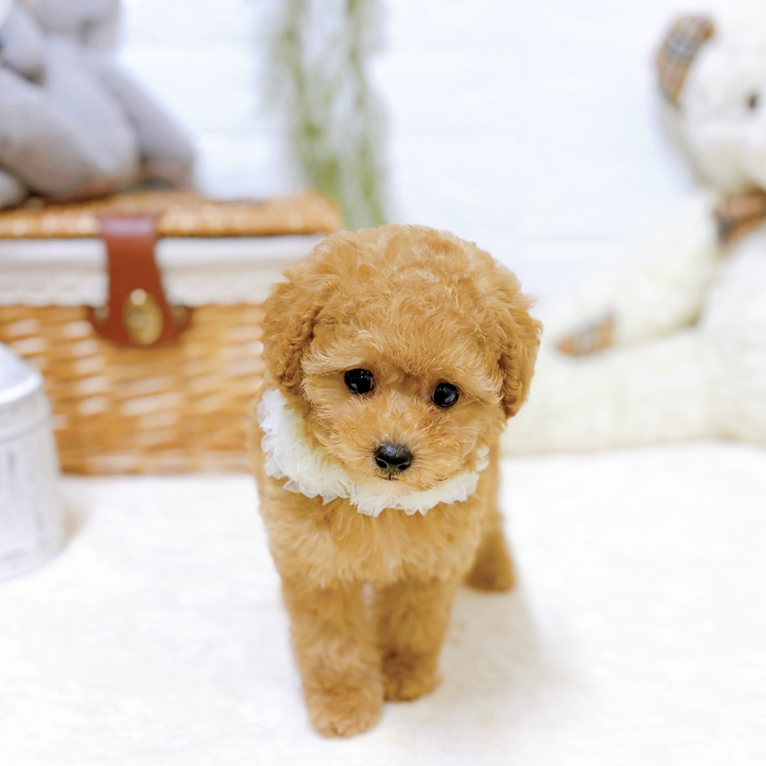 滋賀県のトイプードル(トイ) (犬の家＆猫の里近江八幡店/2026年7月1日生まれ/女の子/オレンジフォーン)の子犬の4枚目の画像