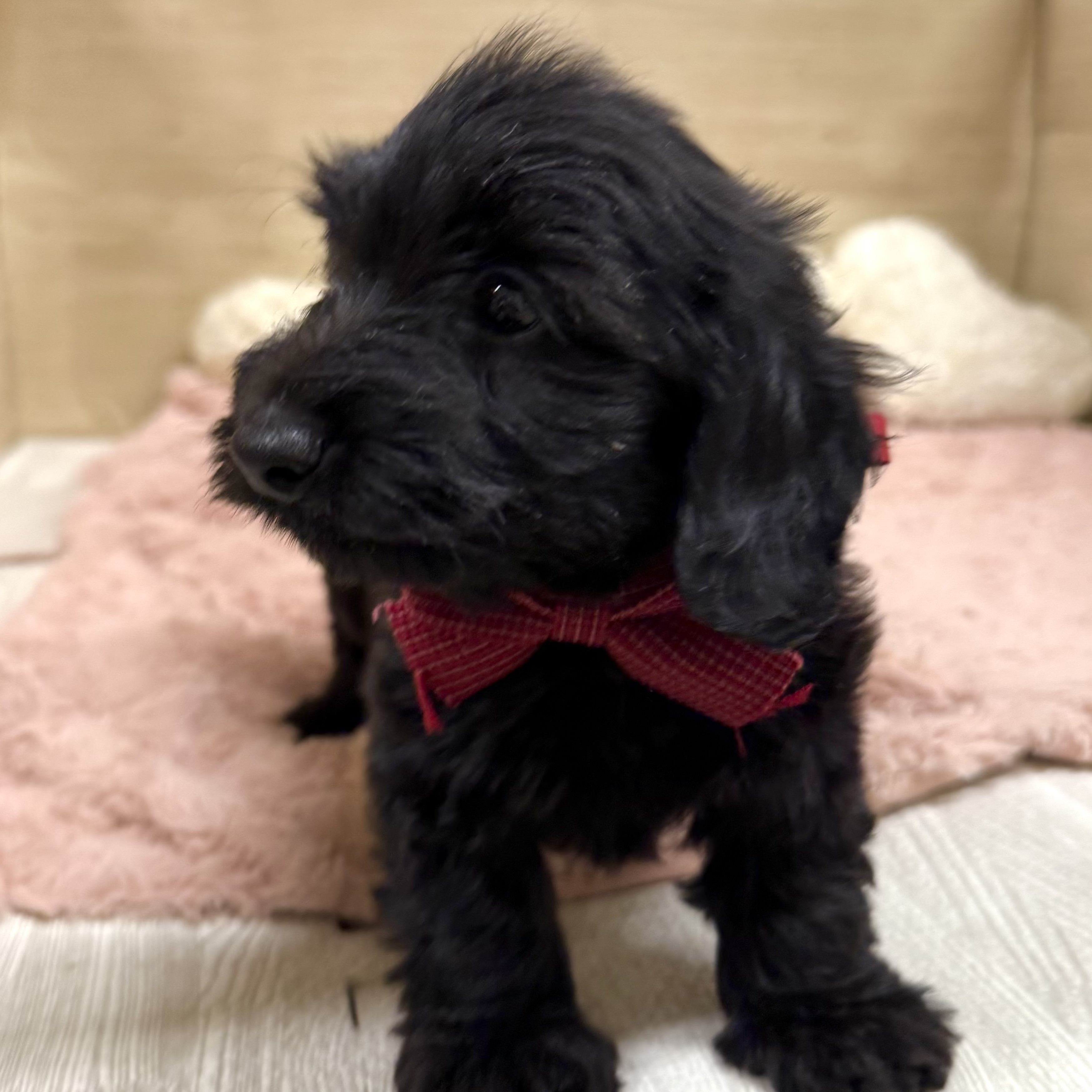 大阪府のダップー(ダックス×プードル) (犬の家＆猫の里そよら東岸和田店/2026年7月2日生まれ/女の子/ブラック)の子犬の4枚目の画像