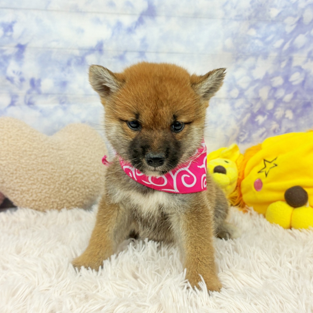兵庫県の柴犬(標準サイズ) (犬の家＆猫の里川西店/2026年7月2日生まれ/女の子/赤)の子犬の4枚目の画像