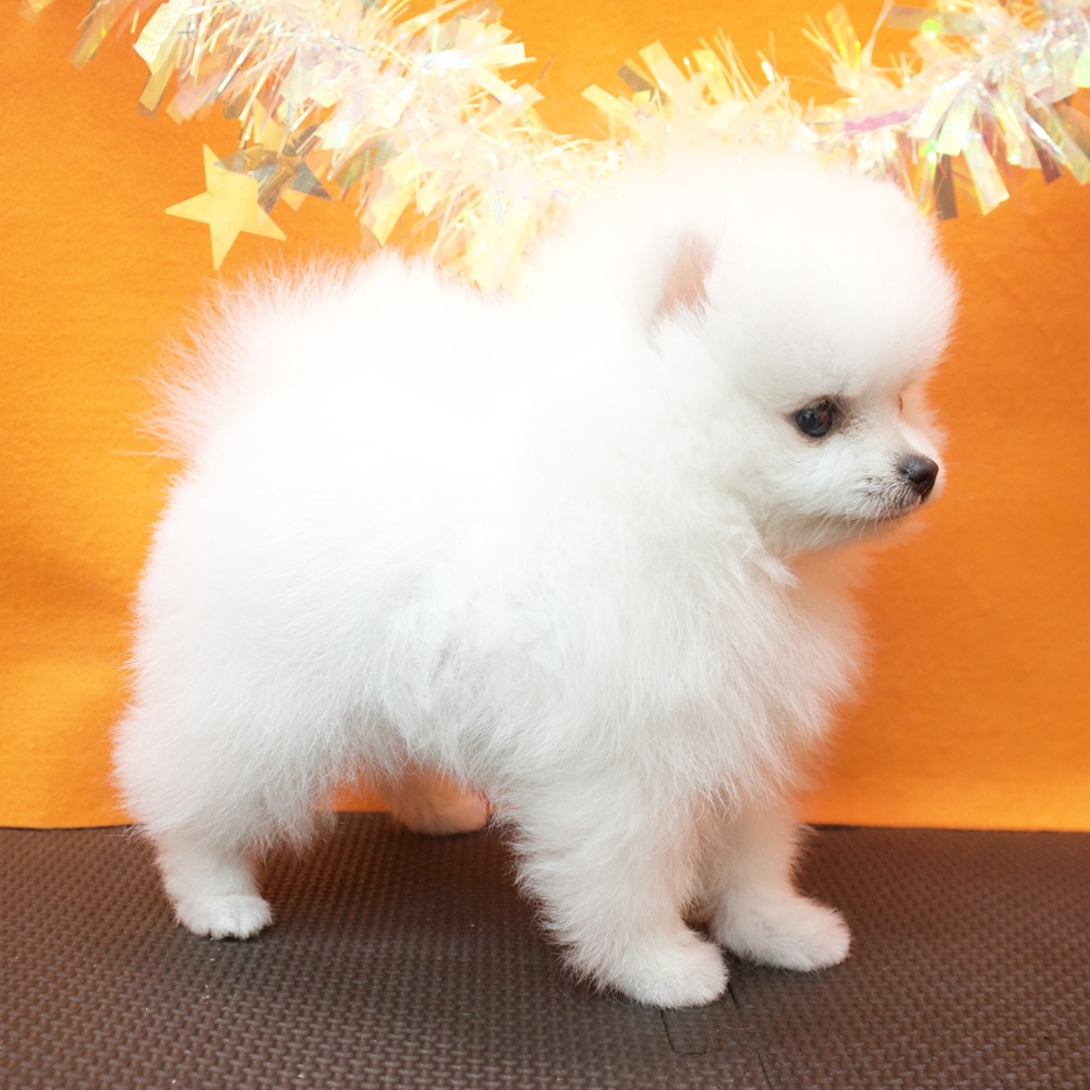 大阪府のポメラニアン (犬の家＆猫の里吹田店/2026年7月2日生まれ/女の子/クリーム)の子犬の4枚目の画像