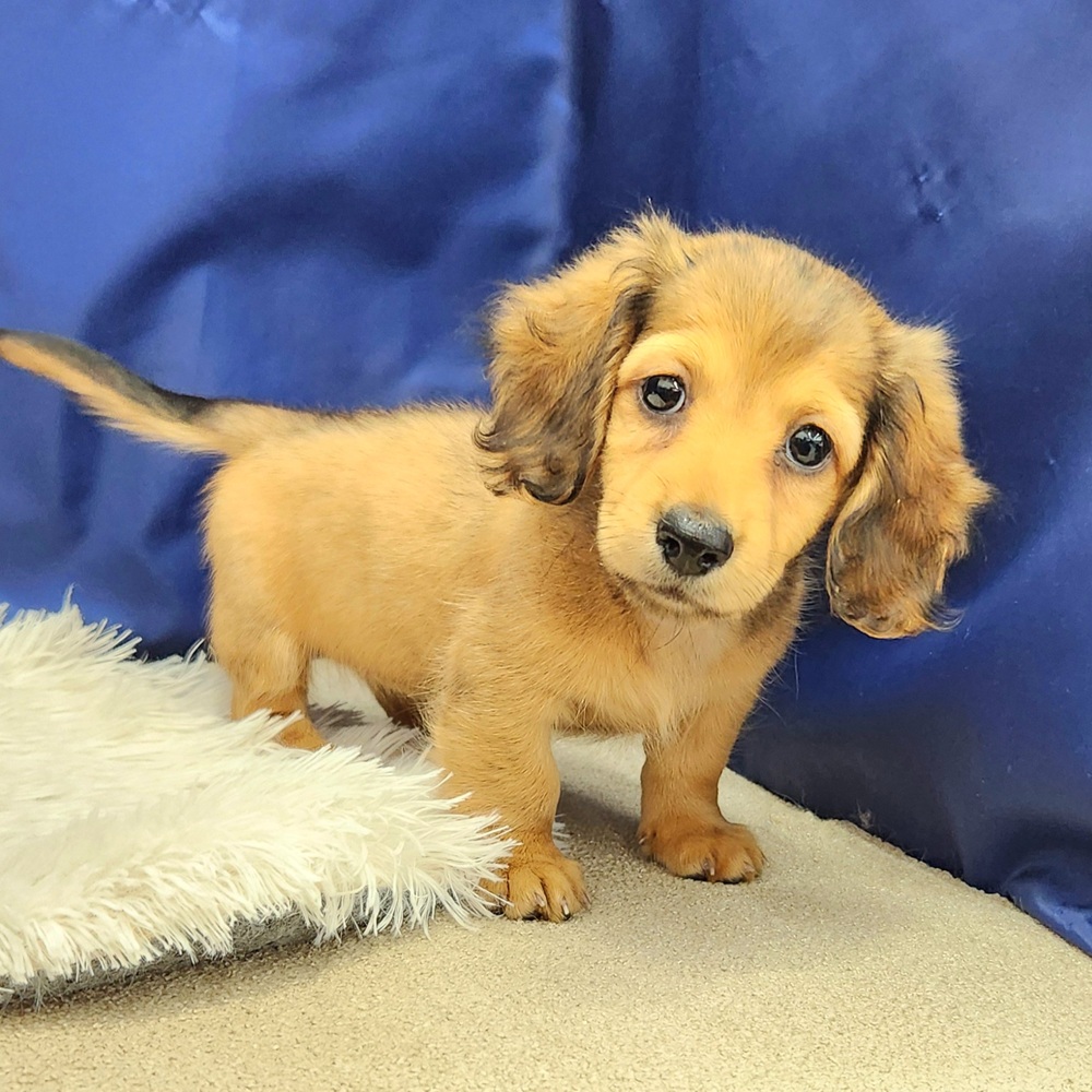 岐阜県のミニチュアダックスフンド(ロング) (犬の家＆猫の里中津川店/2026年7月3日生まれ/女の子/レッド)の子犬の4枚目の画像