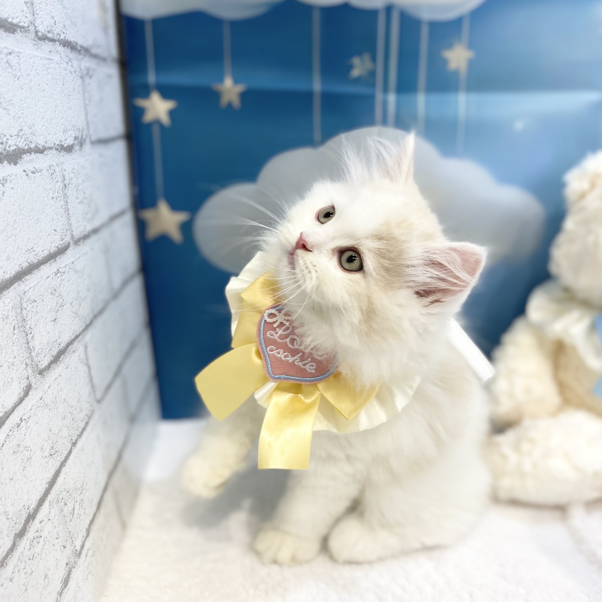 長野県のサイベリアン (犬の家＆猫の里カインズ梓川店/2026年6月28日生まれ/男の子/クリームタビーホワイト)の子猫の4枚目の画像