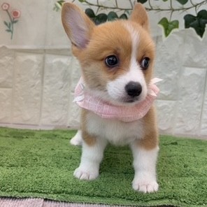 生体画像４