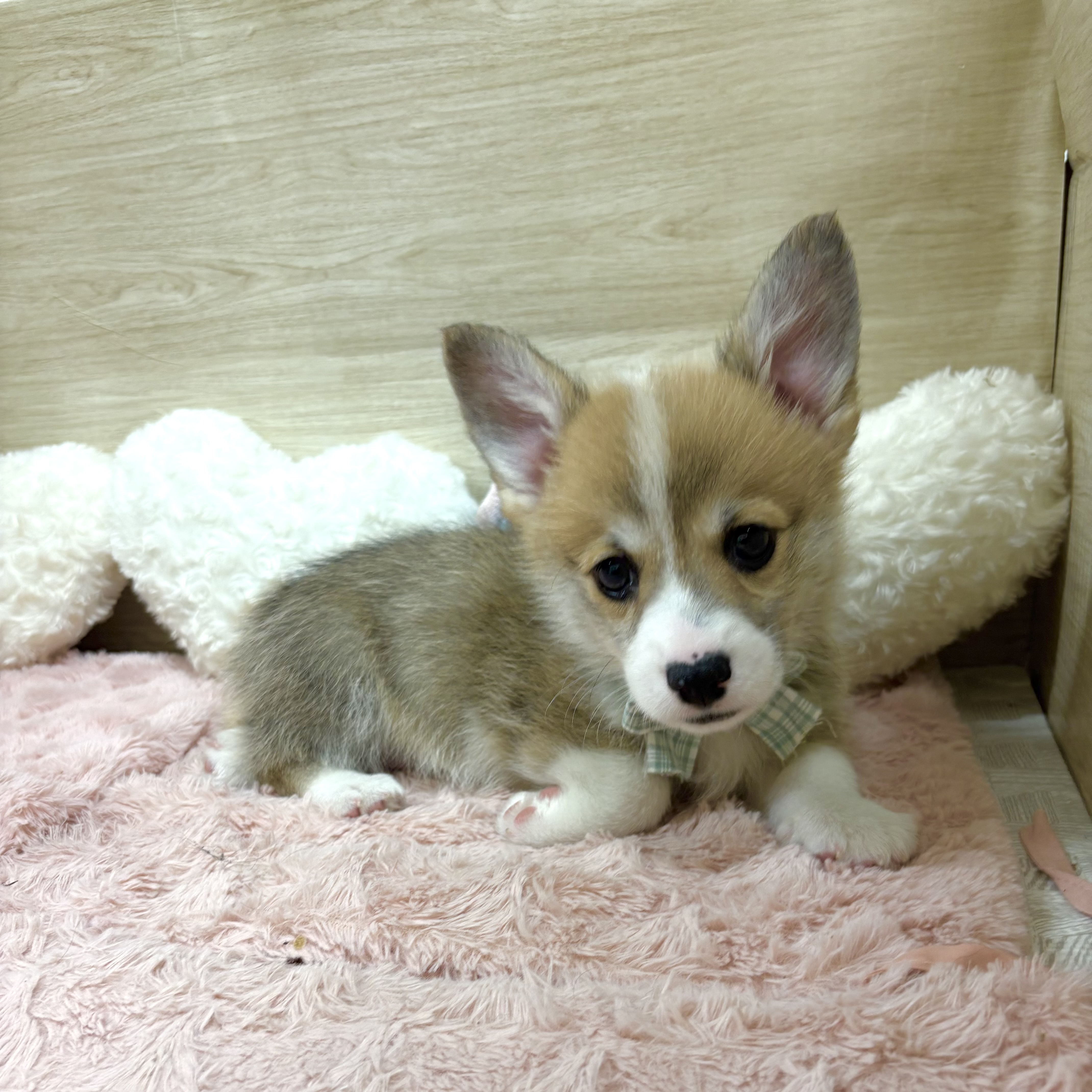 大阪府のウェルシュコーギーペンブローク (犬の家＆猫の里そよら東岸和田店/2026年7月3日生まれ/男の子/セーブルホワイト)の子犬の1枚目の画像