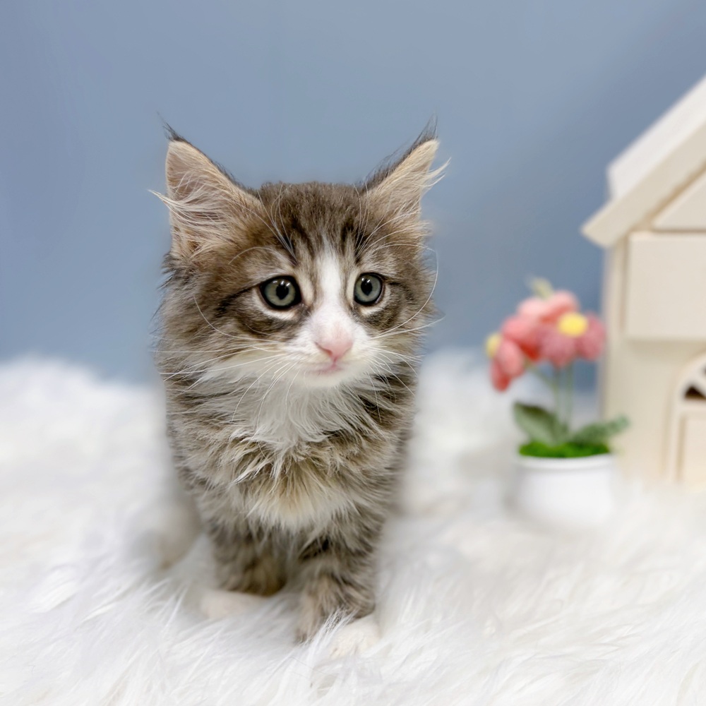 愛知県のノルウェージャンフォレストキャット (犬の家＆猫の里岡崎店/2026年7月4日生まれ/男の子/ブルータビーホワイト)の子猫の4枚目の画像