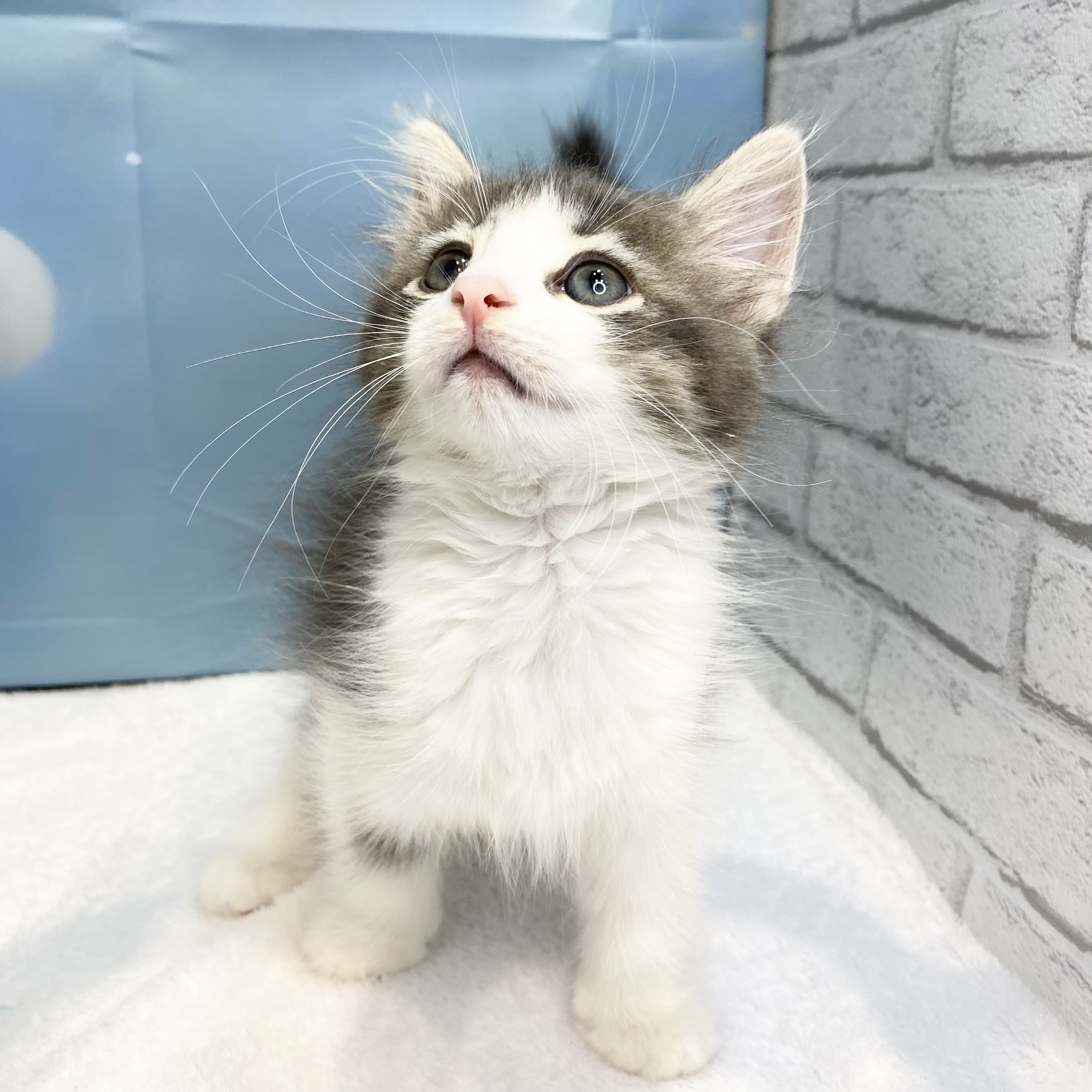 長野県のノルウェージャンフォレストキャット (犬の家＆猫の里カインズ梓川店/2026年7月4日生まれ/女の子/ブルータビーホワイト)の子猫の4枚目の画像