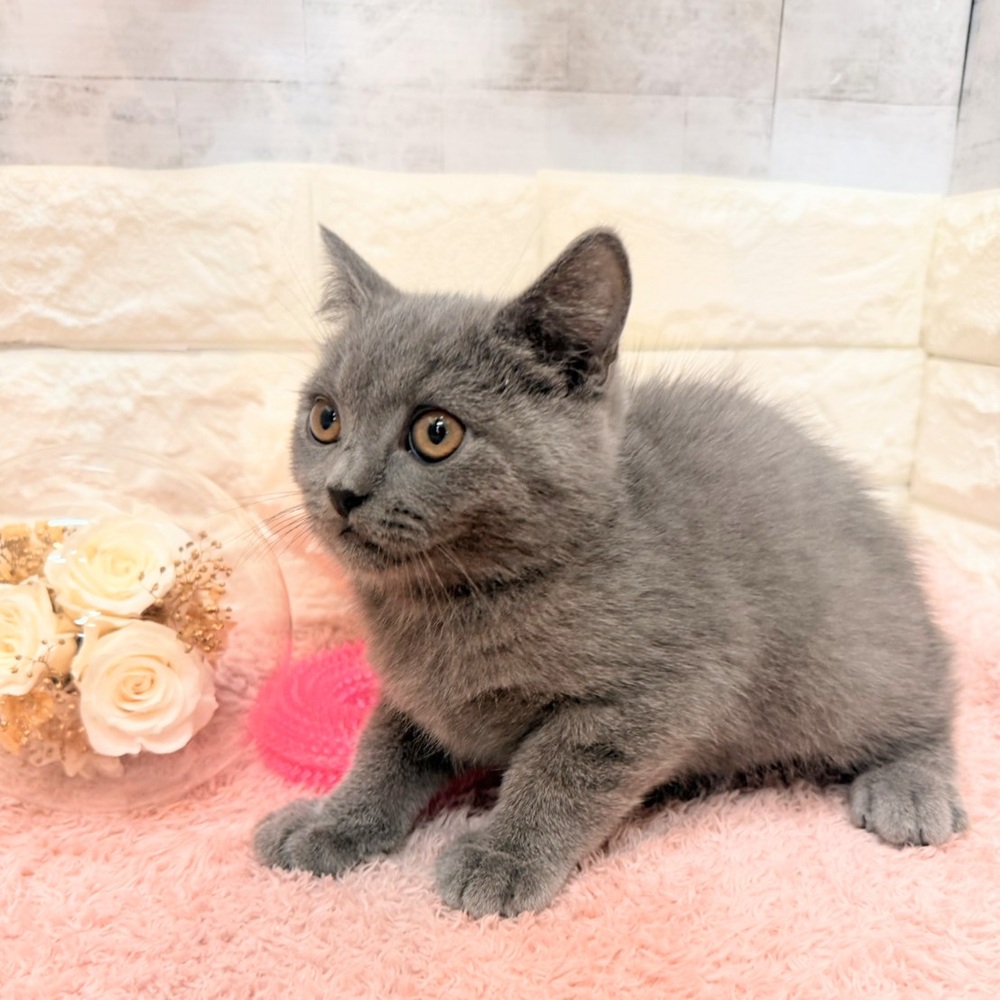静岡県のブリティッシュショートヘアー (犬の家＆猫の里プレ葉ウォーク浜北店/2026年7月1日生まれ/男の子/ブルー)の子猫の4枚目の画像