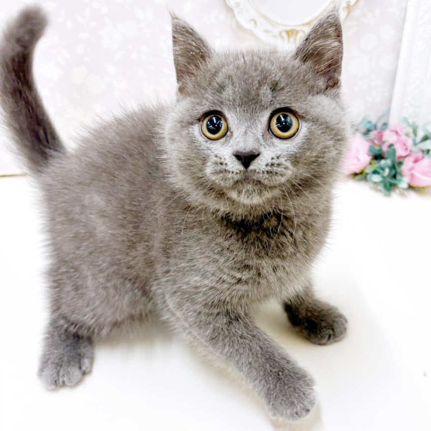 富山県のブリティッシュショートヘアー (犬の家＆猫の里アミーゴ高岡蓮花寺店/2026年7月1日生まれ/男の子/ブルー)の子猫の4枚目の画像