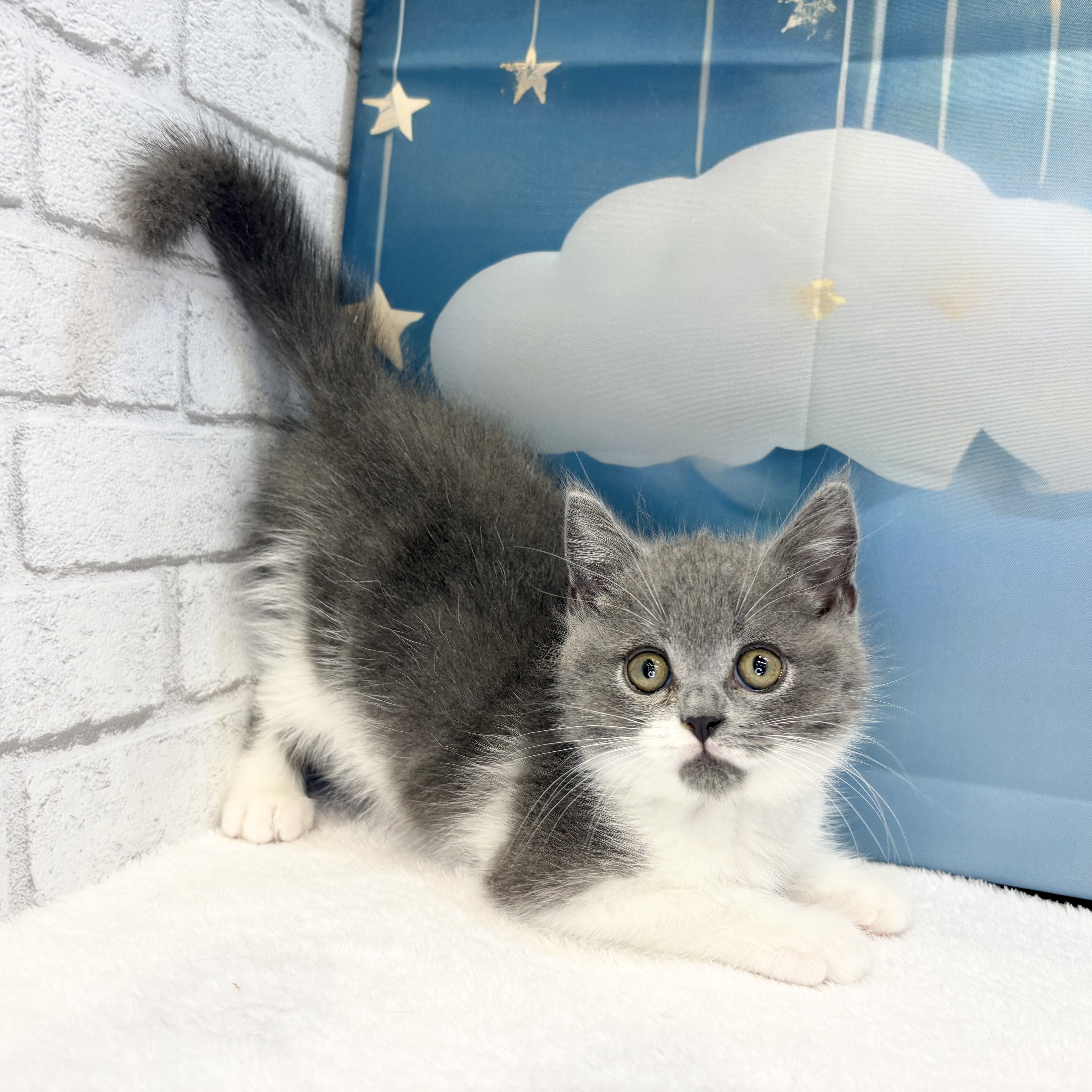 長野県のブリティッシュショートヘアー (犬の家＆猫の里カインズ梓川店/2026年7月1日生まれ/男の子/ブルーホワイト)の子猫の4枚目の画像