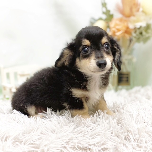 静岡県のチワックス(チワワ×ダックス) (犬の家＆猫の里藤枝店/2026年6月29日生まれ/男の子/ブラックタン)の子犬の1枚目の画像