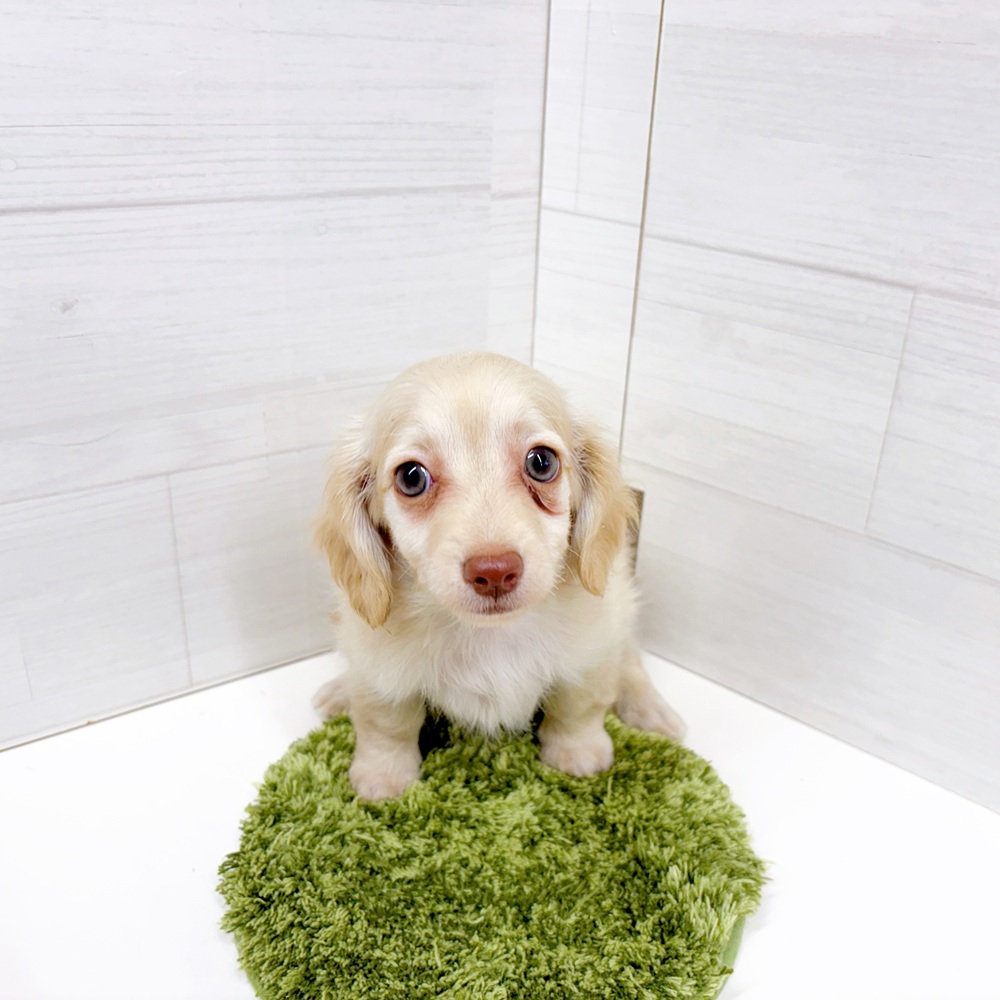 石川県のチワックス(チワワ×ダックス) (犬の家＆猫の里アミーゴ金沢おこばた店/2026年7月3日生まれ/女の子/クリーム)の子犬の4枚目の画像