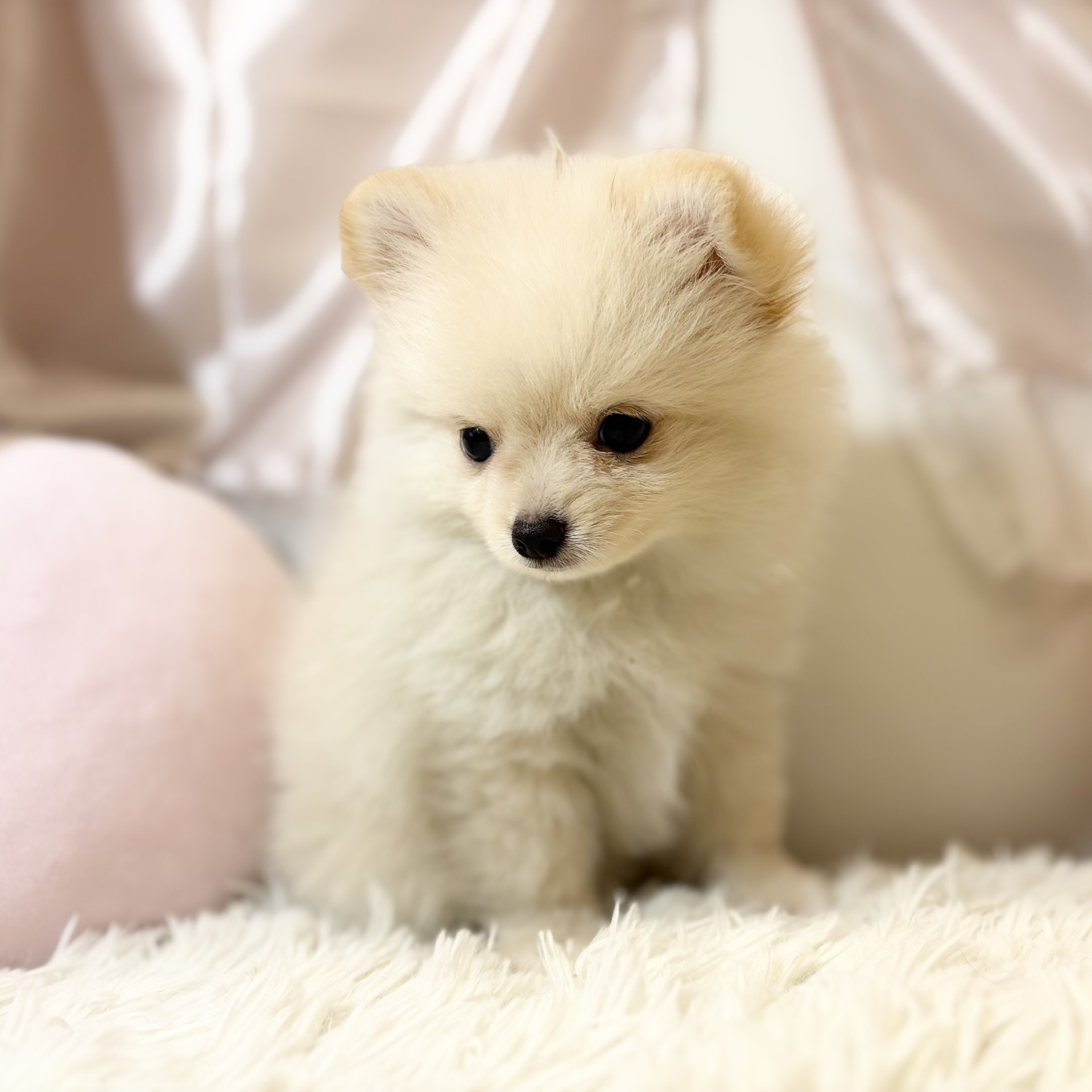 兵庫県のポメチワ/チワポメ/ポメチー(ポメラニアン×チワワ) (犬の家＆猫の里カナート西神戸店/2026年7月3日生まれ/男の子/クリームホワイト)の子犬の4枚目の画像