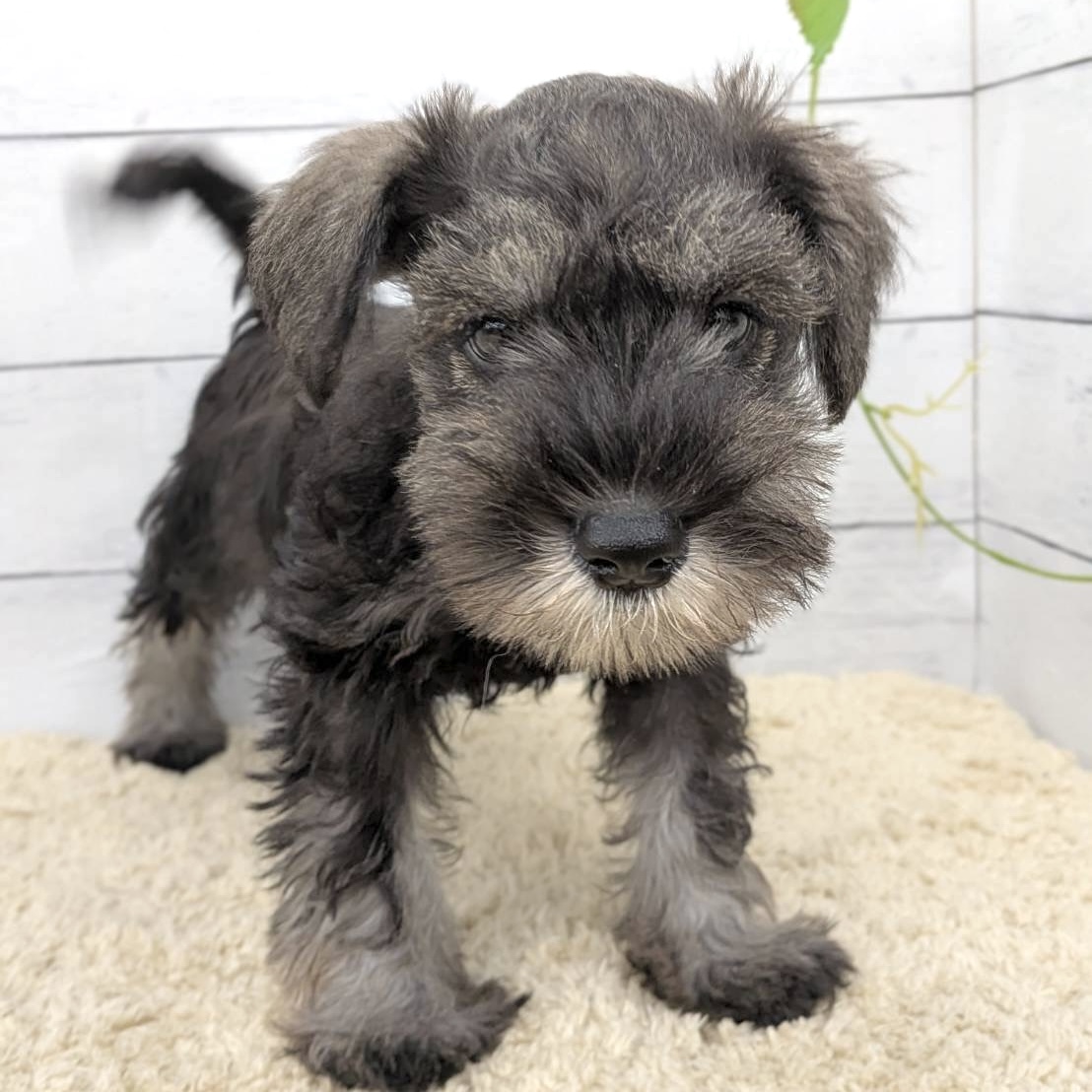 愛知県のミニチュアシュナウザー (犬の家＆猫の里七宝店/2026年7月3日生まれ/男の子/ソルトペッパー)の子犬の4枚目の画像