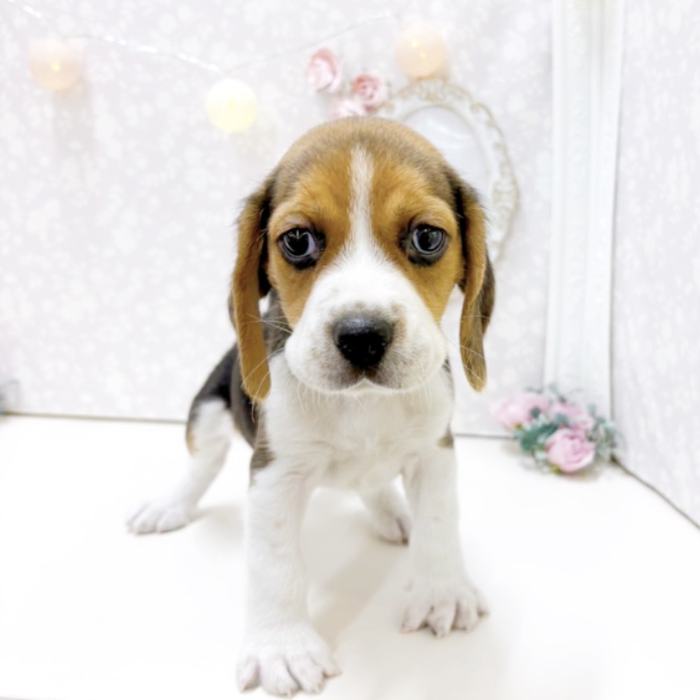 富山県のビーグル (犬の家＆猫の里アミーゴ高岡蓮花寺店/2026年7月20日生まれ/男の子/ブラックタンホワイト)の子犬の4枚目の画像