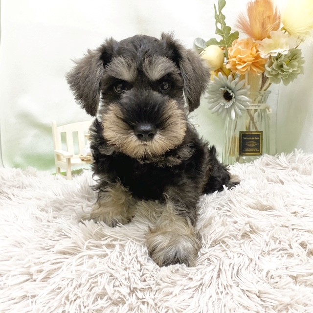 静岡県のミニチュアシュナウザー (犬の家＆猫の里藤枝店/2026年7月3日生まれ/男の子/ソルトペッパー)の子犬の4枚目の画像