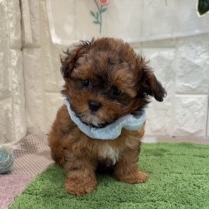 岡山県のプーズー/プーシーズ(プードル×シーズー) (犬の家＆猫の里倉敷店/2026年7月3日生まれ/男の子/レッドホワイト)の子犬の4枚目の画像