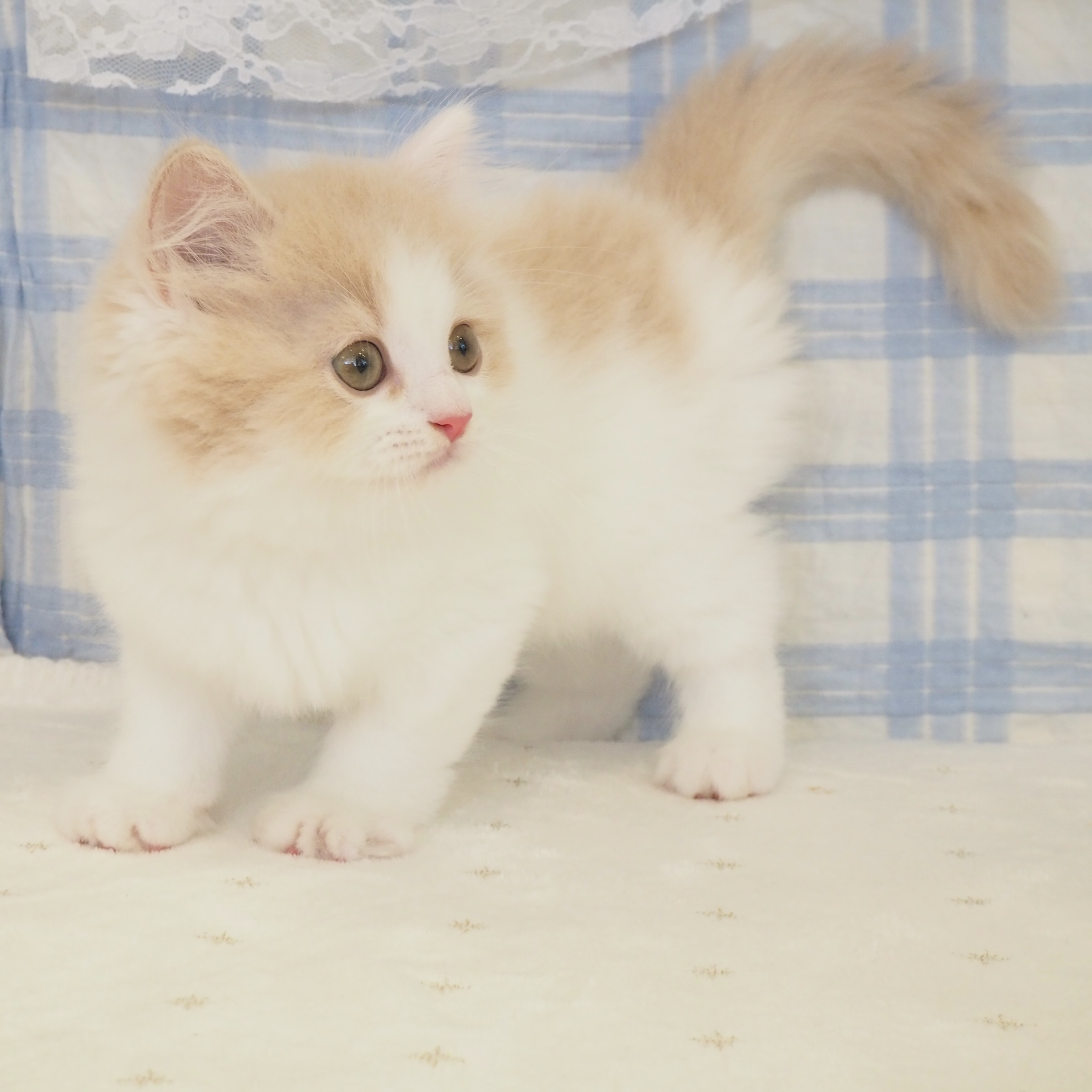 大阪府のスコティッシュストレート (犬の家＆猫の里もりのみやキューズモールBASE店/2026年7月5日生まれ/男の子/クリームタビーホワイト)の子猫の4枚目の画像