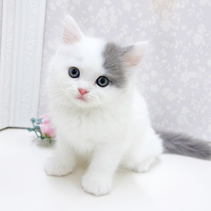 富山県のスコティッシュストレート (犬の家＆猫の里アミーゴ高岡蓮花寺店/2026年7月5日生まれ/男の子/ブルータビーホワイト)の子猫の4枚目の画像