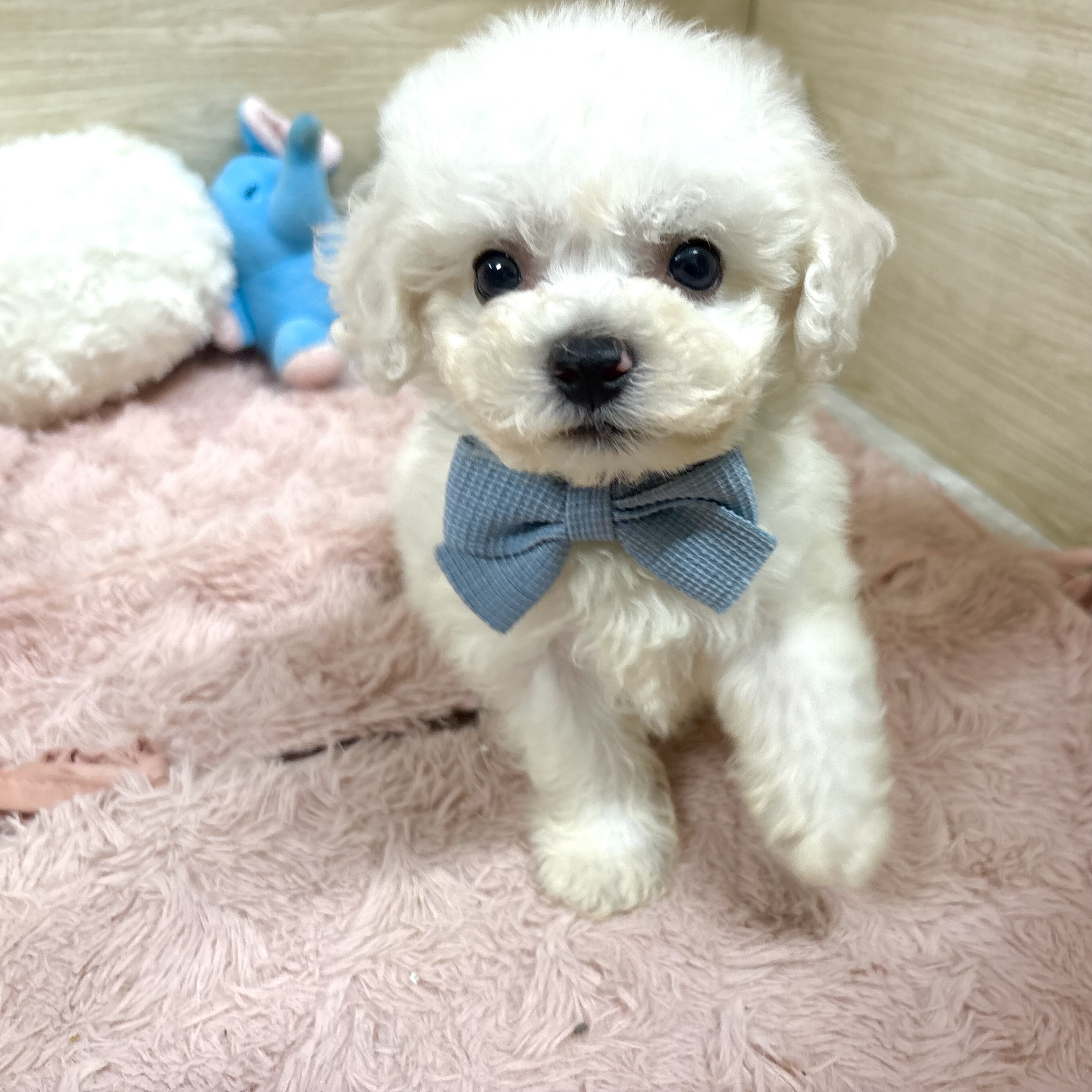 大阪府のビションフリーゼ (犬の家＆猫の里そよら東岸和田店/2026年7月4日生まれ/男の子/ホワイト)の子犬の4枚目の画像