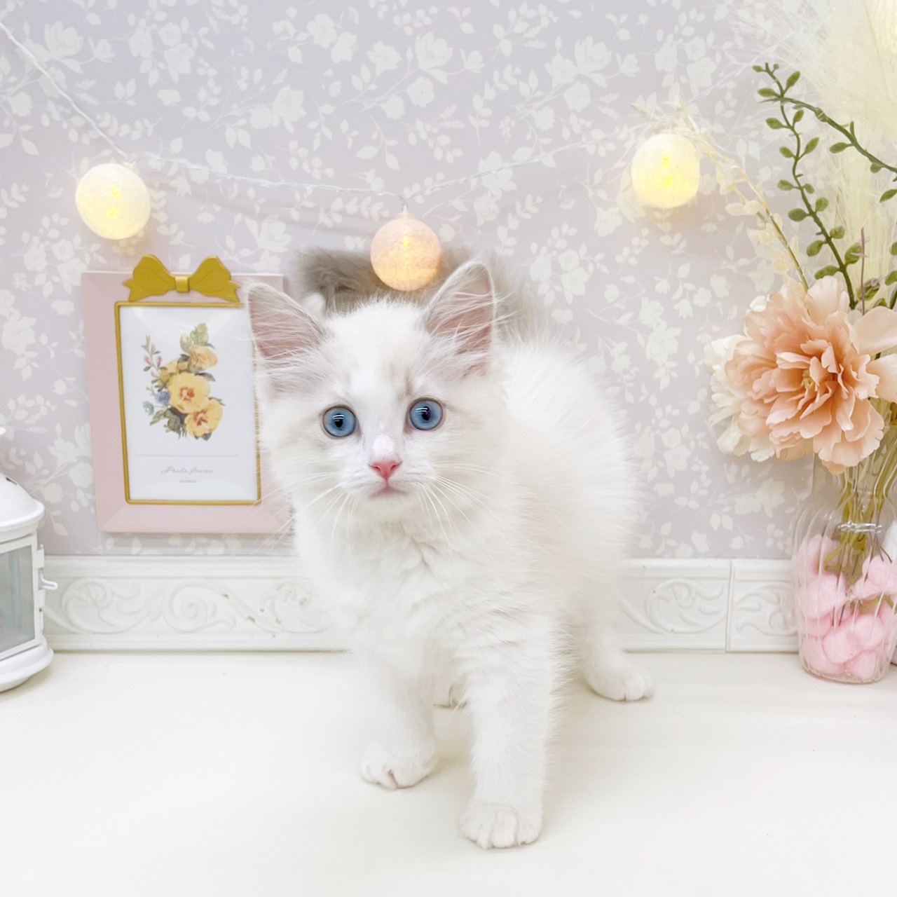 富山県のラグドール (犬の家＆猫の里富山店/2026年6月26日生まれ/女の子/ブルーポイントバイカラー)の子猫の4枚目の画像