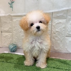 岡山県のマルプー(マルチーズ×プードル) (犬の家＆猫の里倉敷店/2026年7月3日生まれ/女の子/クリームホワイト)の子犬の4枚目の画像