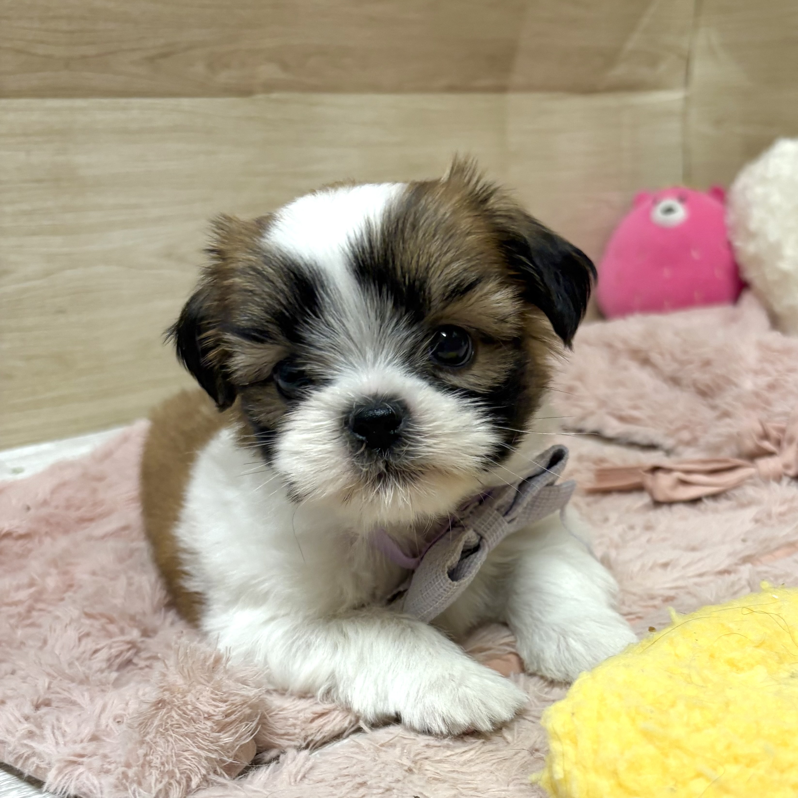 大阪府のシーズー (犬の家＆猫の里そよら東岸和田店/2026年7月5日生まれ/男の子/ゴールドホワイト)の子犬の4枚目の画像