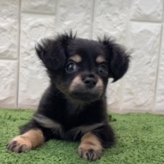 岡山県のチワックス(チワワ×ダックス) (犬の家＆猫の里倉敷店/2026年7月3日生まれ/男の子/ブラックタン)の子犬の4枚目の画像