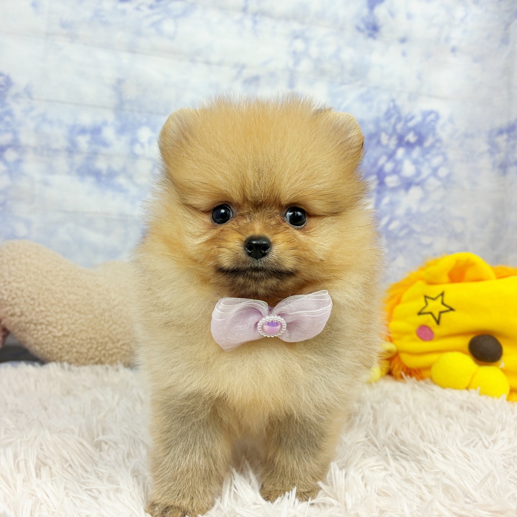 兵庫県のポメラニアン (犬の家＆猫の里川西店/2026年7月4日生まれ/女の子/オレンジ)の子犬の4枚目の画像