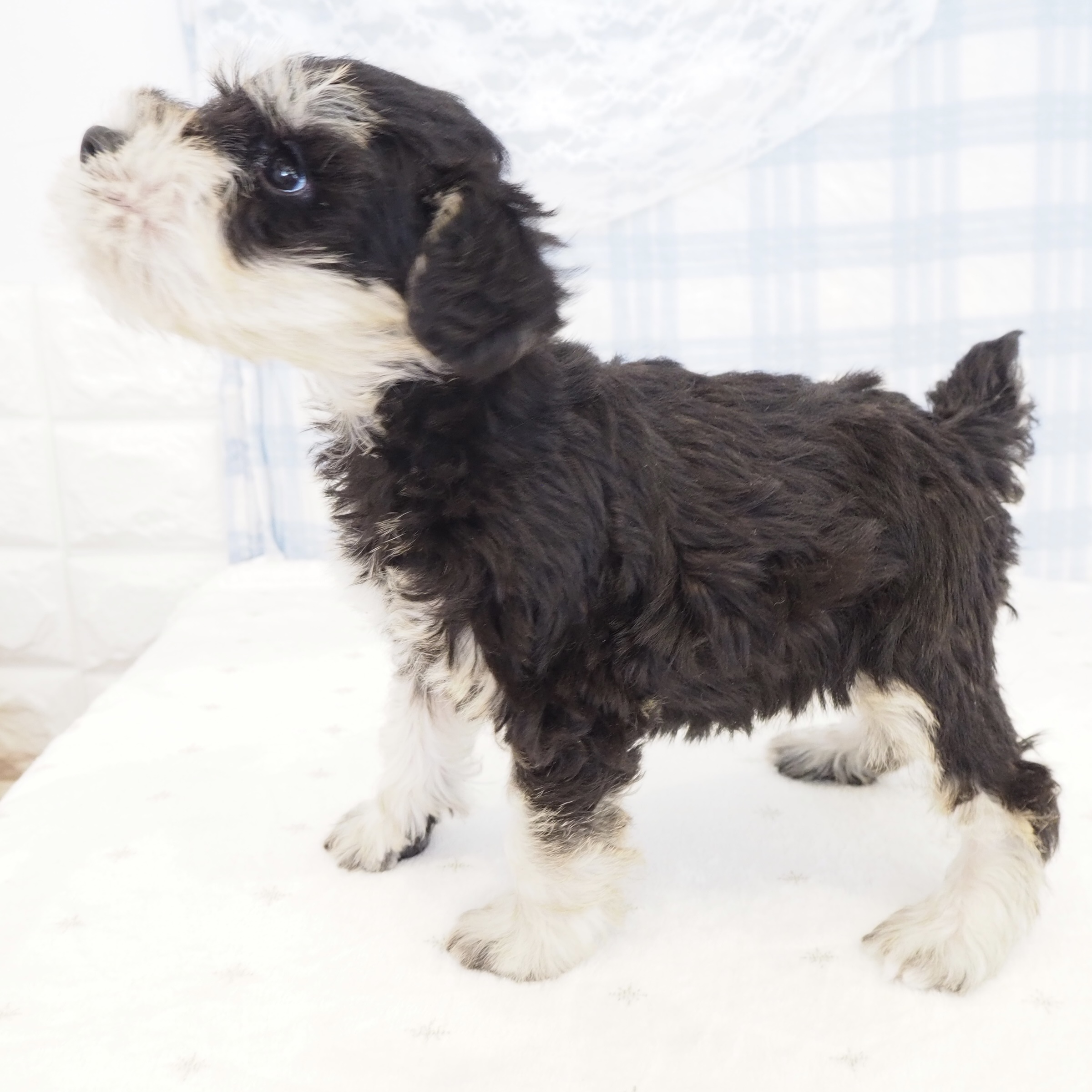大阪府のミニチュアシュナウザー (犬の家＆猫の里もりのみやキューズモールBASE店/2026年7月5日生まれ/男の子/ブラックシルバー)の子犬の4枚目の画像