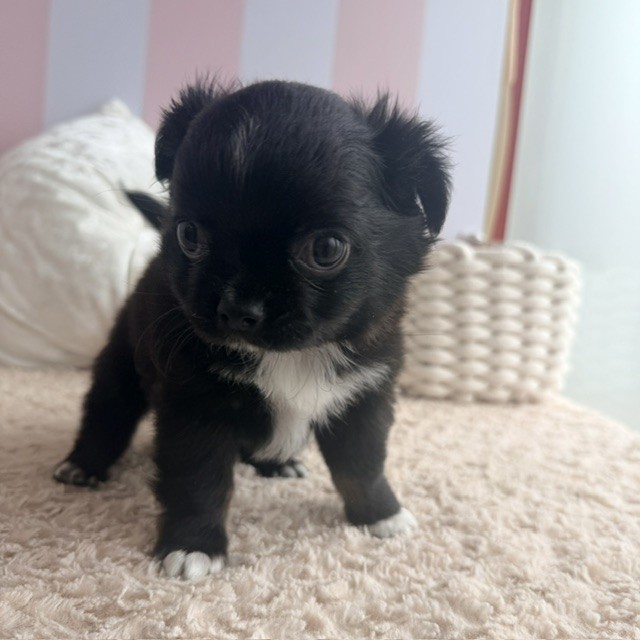 岡山県のチワワ(ロング) (犬の家＆猫の里倉敷中庄店/2026年7月2日生まれ/男の子/ブラックタンホワイト)の子犬の4枚目の画像