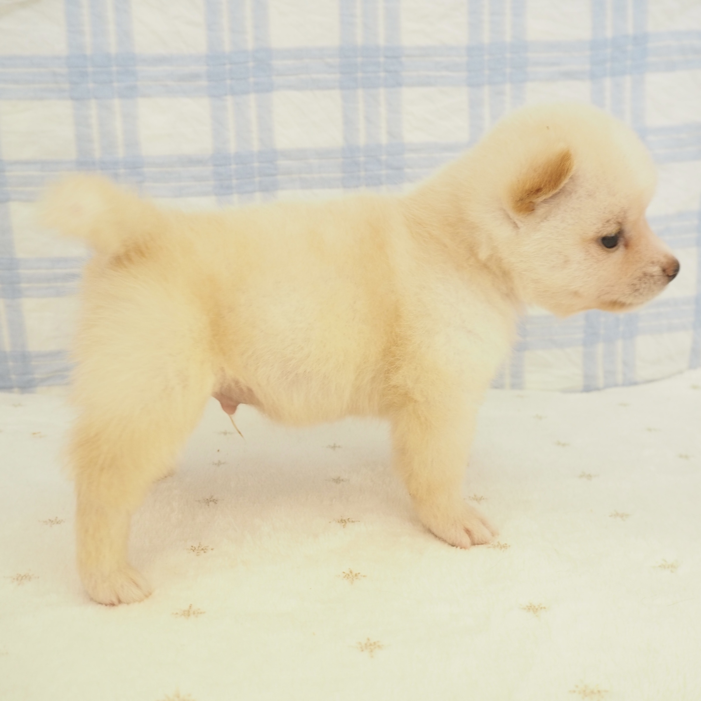 大阪府の豆柴 (犬の家＆猫の里もりのみやキューズモールBASE店/2026年7月4日生まれ/男の子/白)の子犬の4枚目の画像