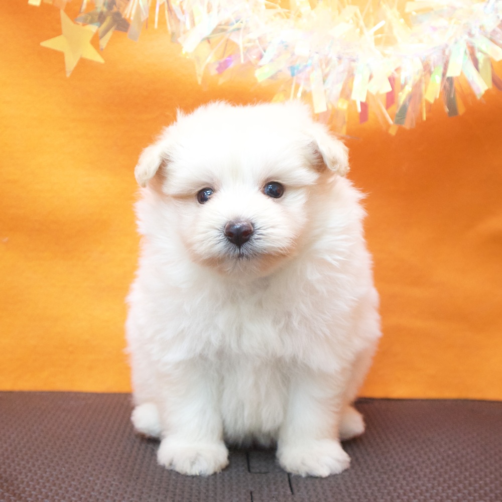 大阪府のポメプー(ポメラニアン×プードル) (犬の家＆猫の里吹田店/2026年7月4日生まれ/女の子/クリーム)の子犬の4枚目の画像