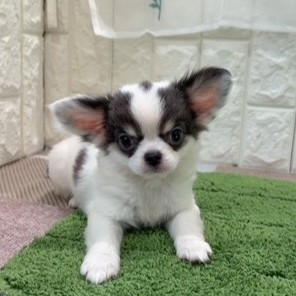 岡山県のチワワ(ロング) (犬の家＆猫の里倉敷店/2026年7月2日生まれ/女の子/ホワイトブルー)の子犬の1枚目の画像