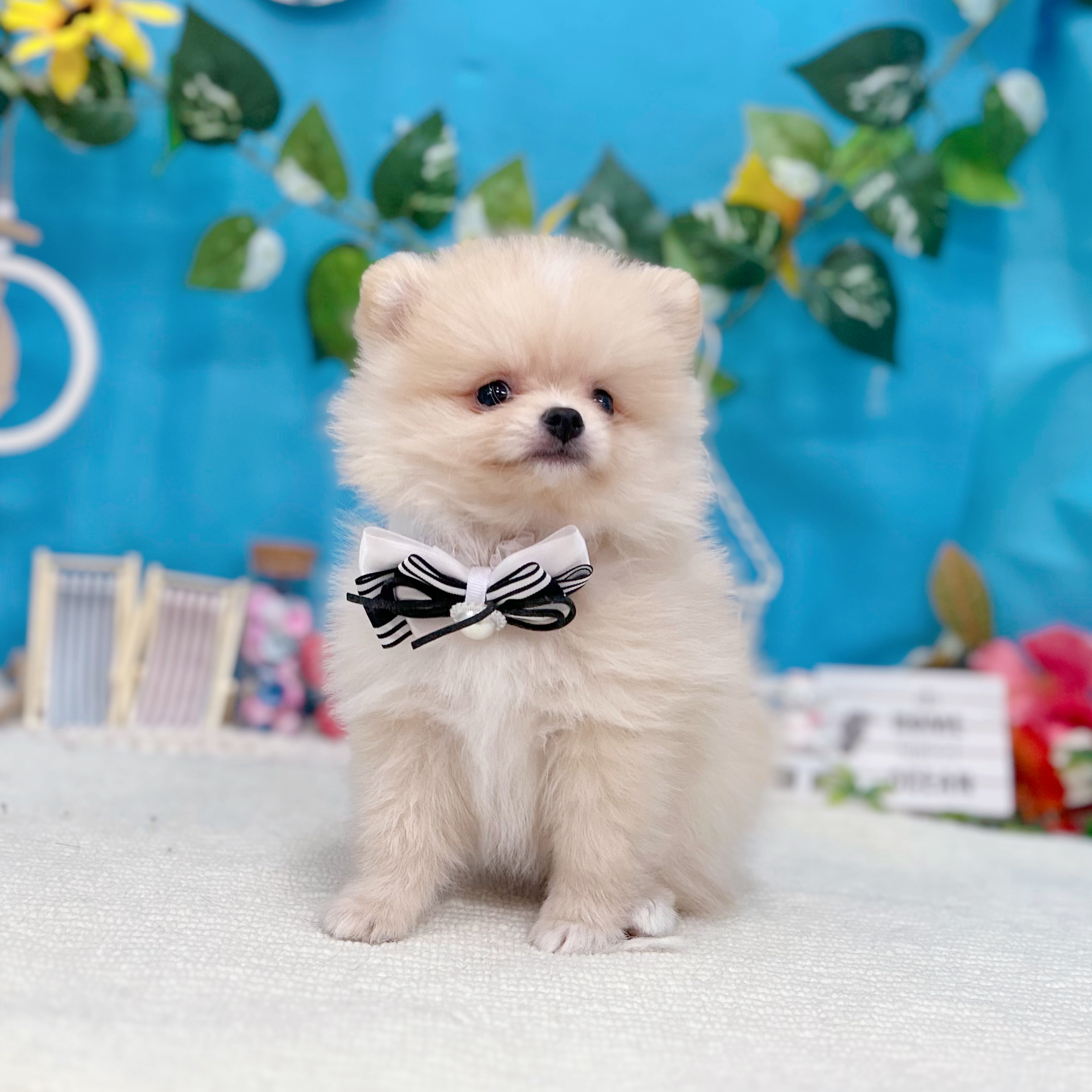 岐阜県のポメラニアン (犬の家＆猫の里岐南店/2026年7月5日生まれ/女の子/クリーム)の子犬の4枚目の画像