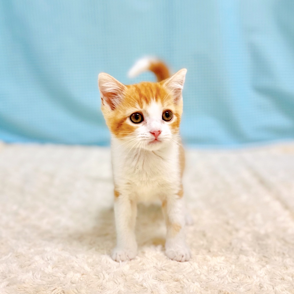 愛知県のスコティッシュフォールド (犬の家＆猫の里一宮店/2026年6月29日生まれ/男の子/レッドタビーホワイト)の子猫の4枚目の画像