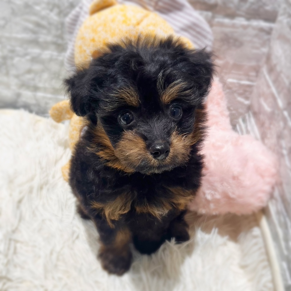 愛知県のポメプー(ポメラニアン×プードル) (犬の家＆猫の里MiO香久山店/2026年7月4日生まれ/女の子/ブラックタン)の子犬の4枚目の画像