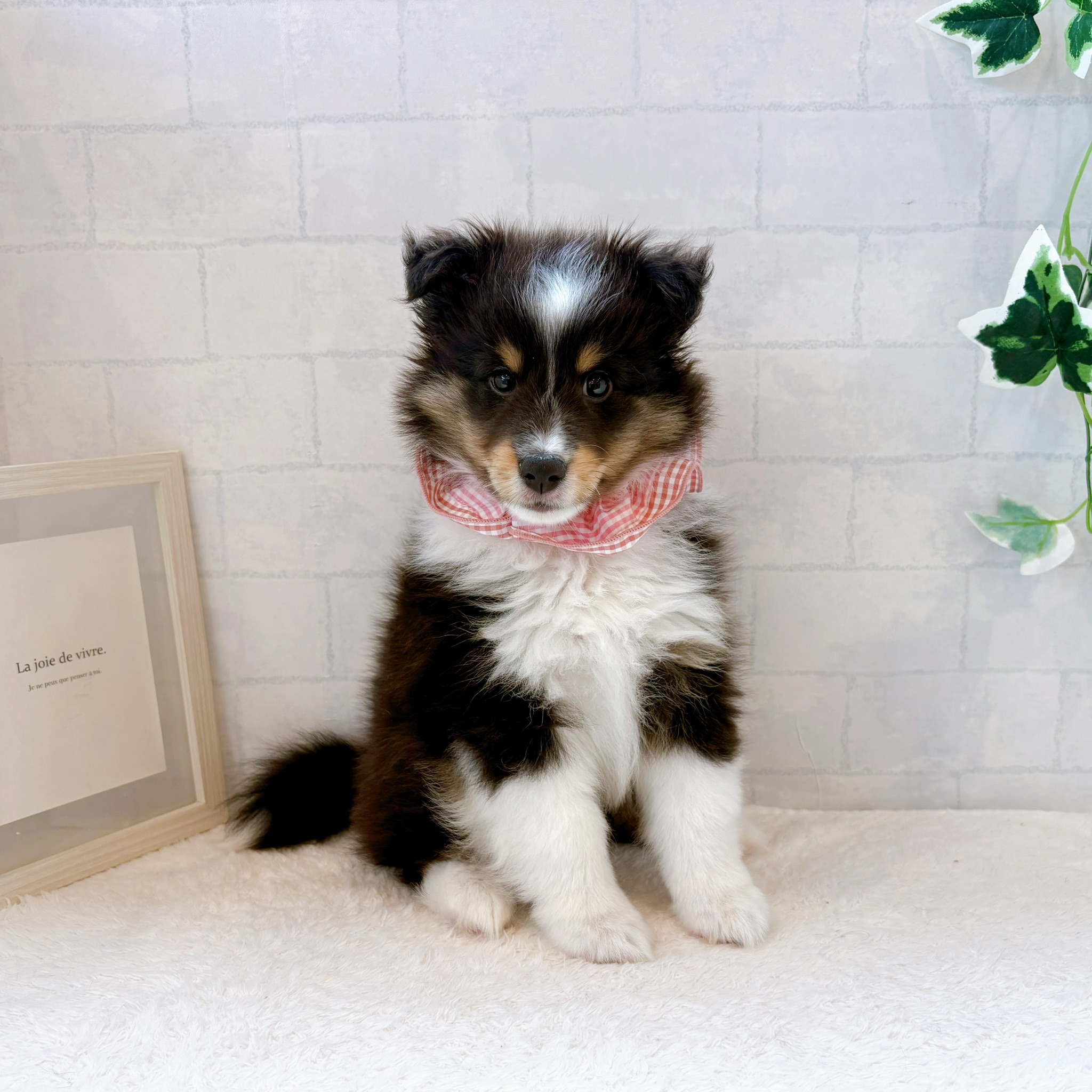 石川県のシェットランドシープドッグ (犬の家＆猫の里金沢店/2026年7月3日生まれ/女の子/ブラックホワイトタン)の子犬の4枚目の画像