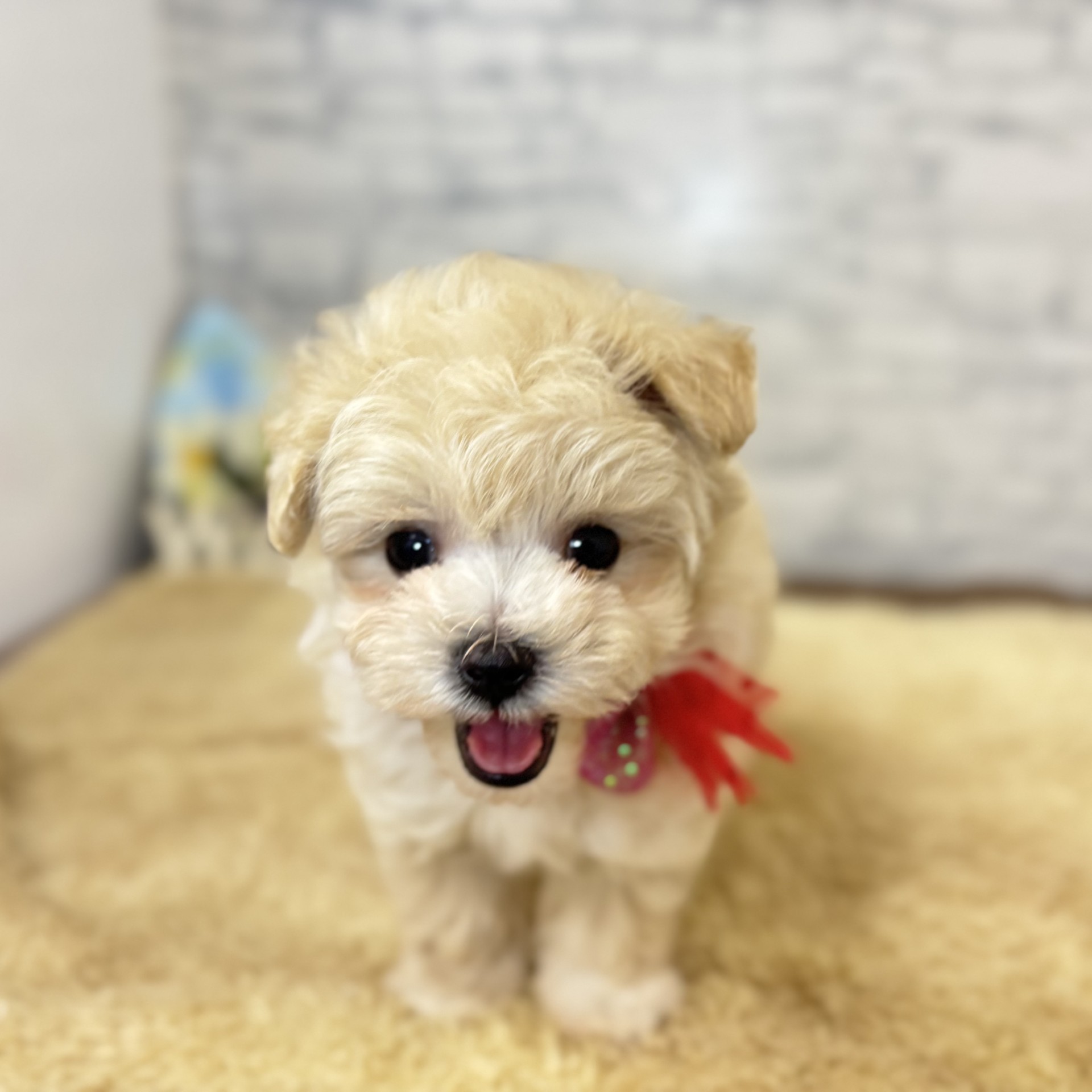 長野県のマルプー(マルチーズ×プードル) (犬の家＆猫の里長野店/2026年7月5日生まれ/男の子/クリーム)の子犬の4枚目の画像