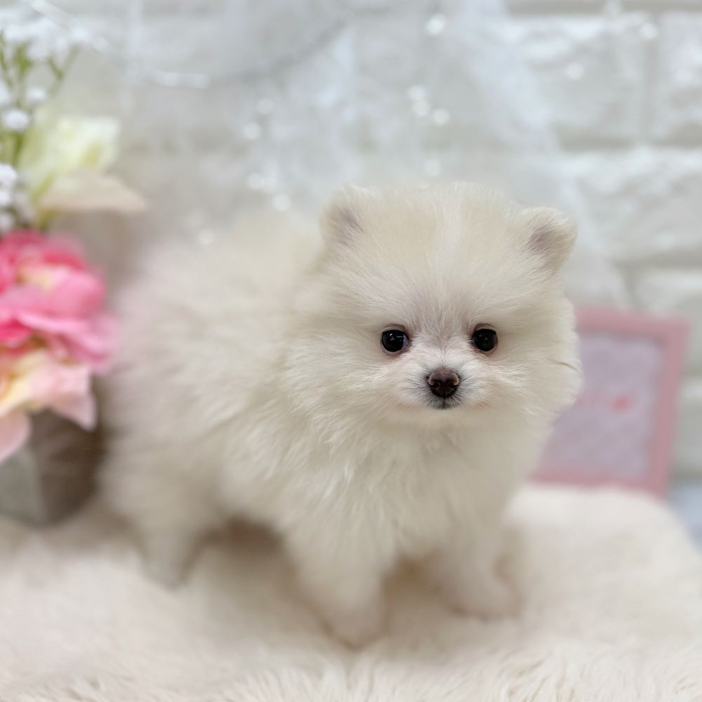 福井県のポメラニアン (犬の家＆猫の里アミーゴ福井大和田店/2026年7月4日生まれ/女の子/クリーム)の子犬の4枚目の画像
