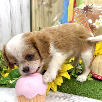 神奈川県のキャバリアキングチャールズスパニエル (犬の家＆猫の里小田原店/2026年7月6日生まれ/女の子/ブレンハイム)の子犬の4枚目の画像