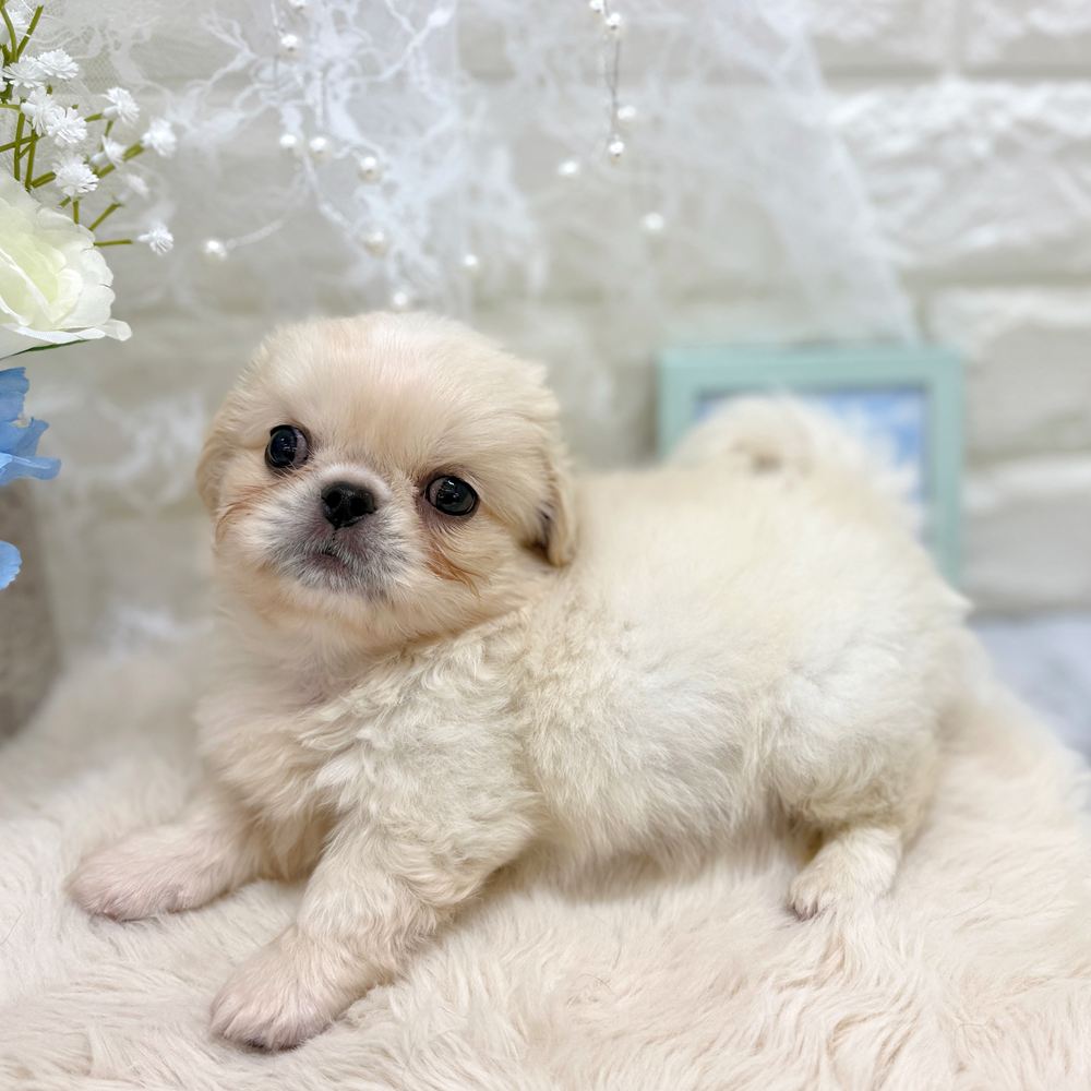 福井県のペキニーズ (犬の家＆猫の里アミーゴ福井大和田店/2026年7月7日生まれ/男の子/ホワイト)の子犬の4枚目の画像