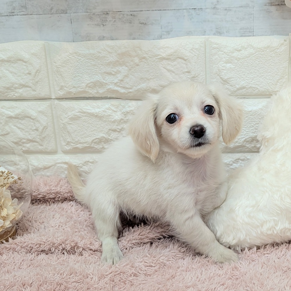 静岡県のチワックス(チワワ×ダックス) (犬の家＆猫の里プレ葉ウォーク浜北店/2026年7月7日生まれ/女の子/イエロー)の子犬の4枚目の画像