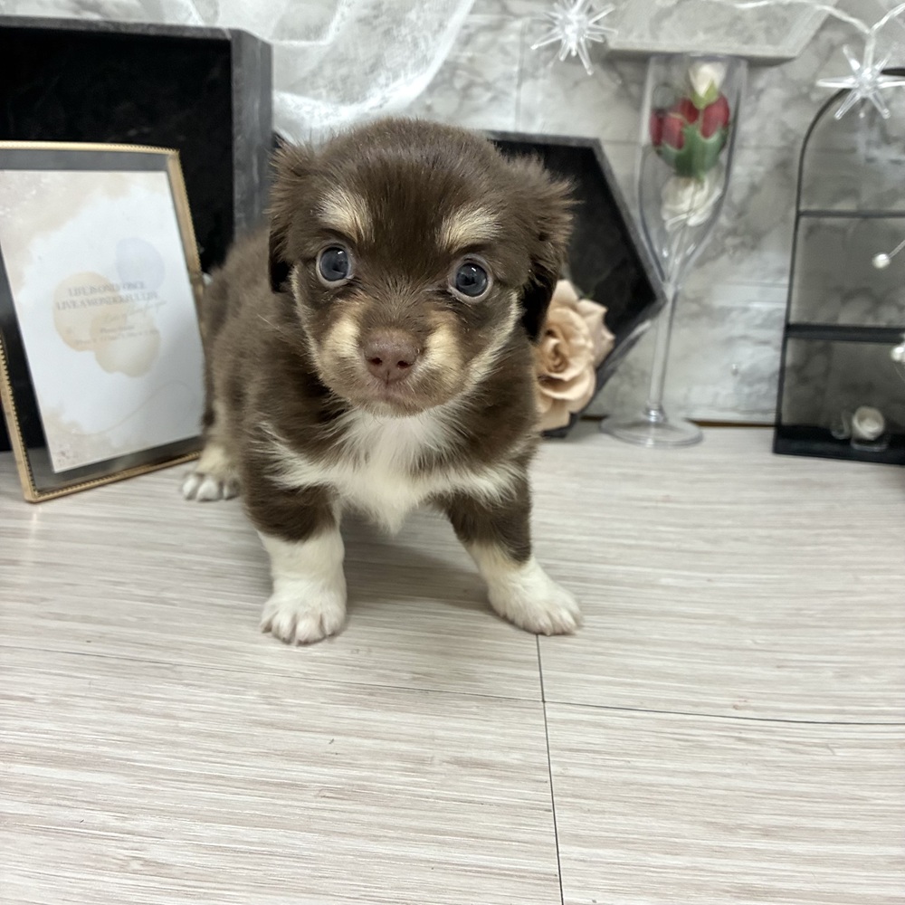 千葉県のチワックス(チワワ×ダックス) (犬の家＆猫の里ワンズモール稲毛店/2026年7月6日生まれ/女の子/チョコレートタン)の子犬の4枚目の画像