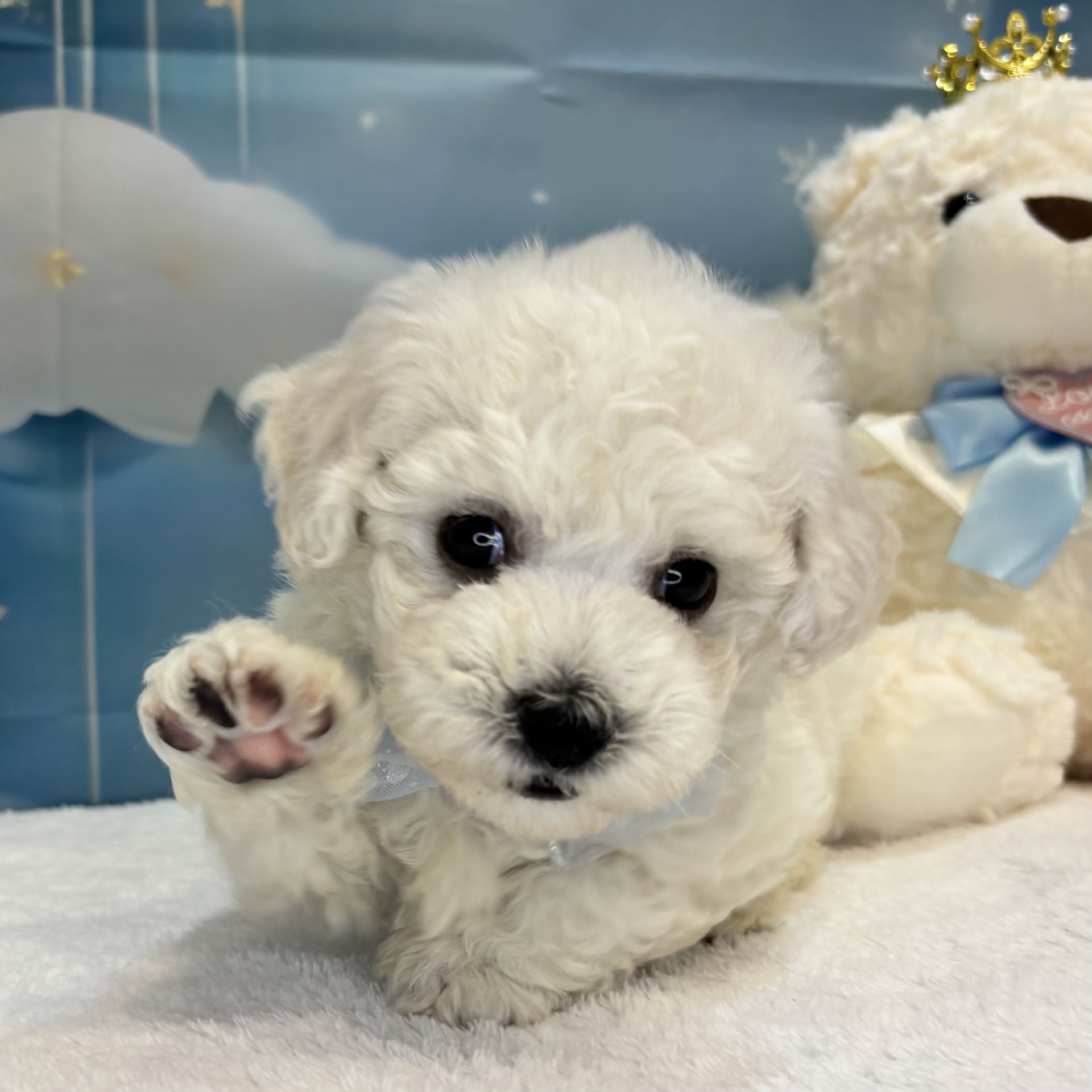 長野県のビションフリーゼ (犬の家＆猫の里カインズ梓川店/2026年7月6日生まれ/男の子/ホワイト)の子犬の4枚目の画像