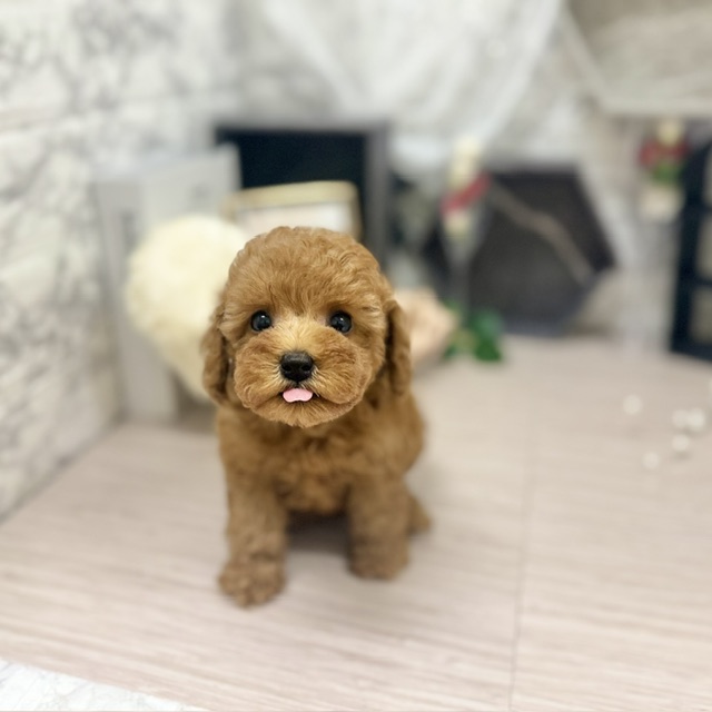 生体画像４